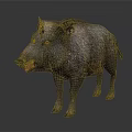 Wild Boar With Thick Fur And Sharp Tusks Standing On Neutral Background 3d model