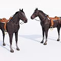 Two Brown Horses With Leather Saddles Standing On White Background