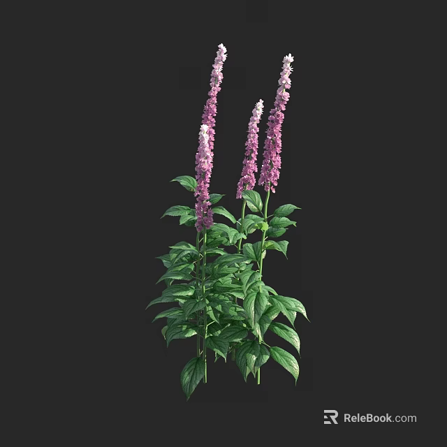 Multiple Tall Purple Flowers With Lush Green Leaves On Black Background 3d model 