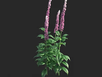 Multiple Tall Purple Flowers With Lush Green Leaves On Black Background 3d model