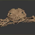 Detailed Golden Frog Skeleton Anatomical Model Featuring Organs And Hair Structures