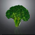 Fresh Green Broccoli Healthy Nutritious Vegetable Perfect for Daily Cooking Recipes