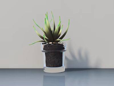 Succulent Potted Plant with Green Leaves in Transparent Glass Pot on Gray Tabletop Background 3d model