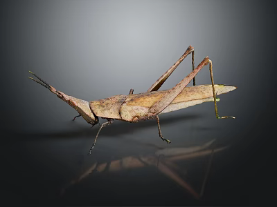 Grasshopper with Brown Body and Long Legs on Dark Reflective Surface 3d model