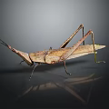 Grasshopper with Brown Body and Long Legs on Dark Reflective Surface 3d model