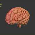 Detailed Red Human Brain Anatomical Model Isolated On Dark Background 3d model