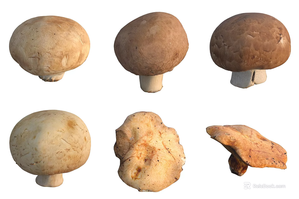 Various Fresh Mushroom Varieties With Different Shapes And Natural Colors 3d model 