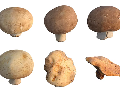 Various Fresh Mushroom Varieties With Different Shapes And Natural Colors 3d model