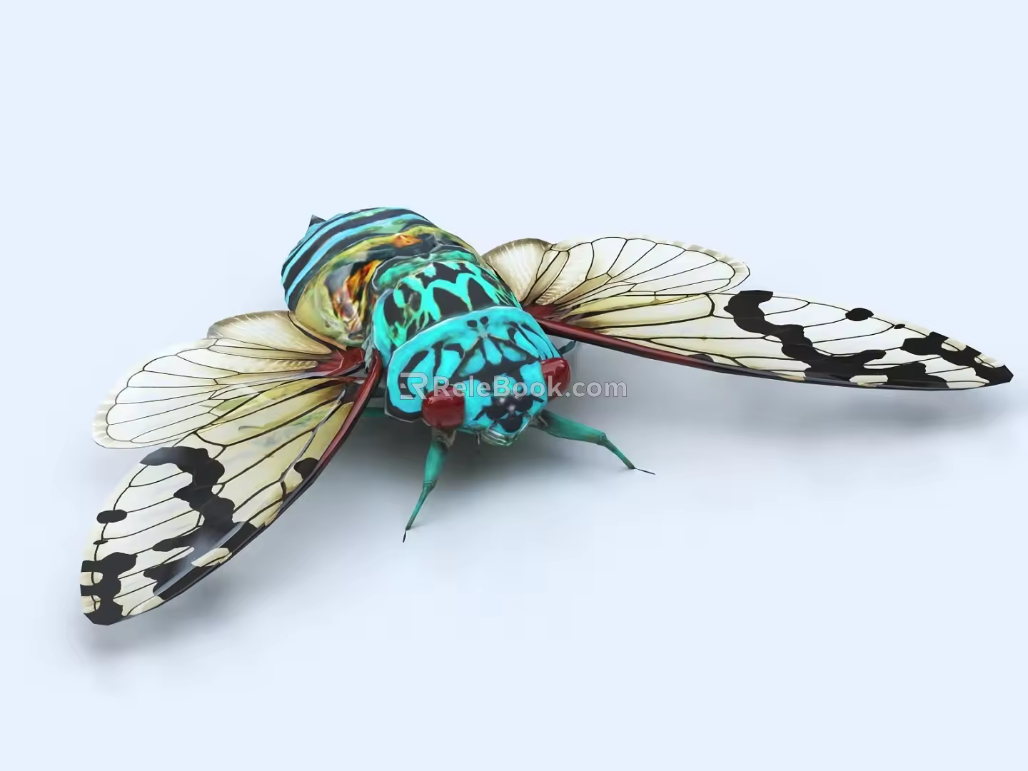 The cicada knows the insect 3d model