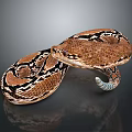 Brown and black patterned snake coiled on dark background with shiny skin and reflection 3d model
