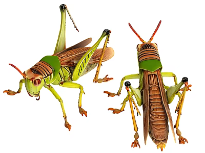 Realistic Reptile Figurine Displaying Green Brown Coloration With Long Hind Legs And Antennae From Two Angles 3d model