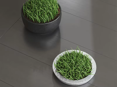 Bonsai Potted Plants with Green Grass in Black and White Containers on Indoor Floor 3d model
