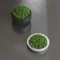 Bonsai Potted Plants with Green Grass in Black and White Containers on Indoor Floor