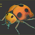 Orange Black Spotted Ladybug Detailed Close Up View With Shiny Exoskeleton