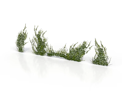 Decorative Green Grass Like Plants Arranged In Row On White Background 3d model