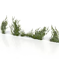 Decorative Green Grass Like Plants Arranged In Row On White Background 3d model