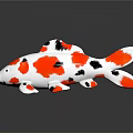 Vibrant Red White And Black Spotted Koi Fish On Reflective Dark Background