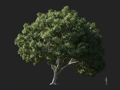 Lush Garden Arbor With Dense Green Foliage And Sturdy Trunk Structure 3d model