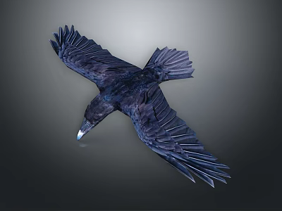 Majestic Black Crow Flying With Spread Wings Against Gray Background 3d model