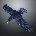 Majestic Black Crow Flying With Spread Wings Against Gray Background