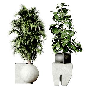 Modern Potted Plant Tortoise Bamboo Palm Green Plant Potted Plant Indoor Green Plant Potted Plant Combination Green Plant Combination 3d model