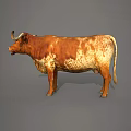 Brown And White Spotted Bull With Long Horns Standing On Gray Background