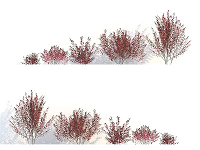 Red Foliage Shrubs In Various Sizes For Outdoor Landscape Design Arrangement 3d model