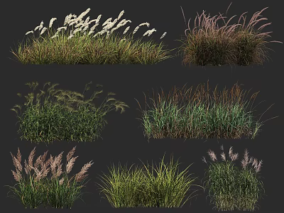 Ornamental Grasses Various Varieties With Green Purple Foliage And Feathery Plumes 3d model
