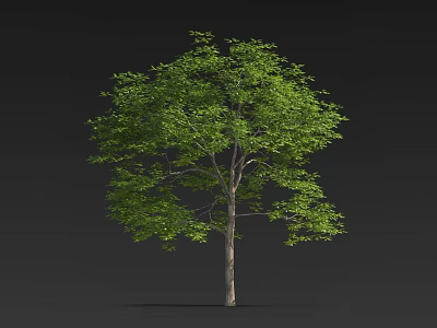 Lush Green Arbor With Dense Foliage Straight Trunk And Dark Background Scene 3d model