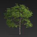 Lush Green Arbor With Dense Foliage Straight Trunk And Dark Background Scene