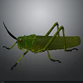 Realistic Green Grasshopper With Red Eyes Long Antennae And Slender Legs On Gray Background