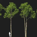 Tall Pole Landscape Trees Tree Pool Street Trees Park Bird's Eye View Trees Garden Trees 3d model