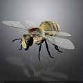 Bee with Yellow Body Black Legs and Transparent Wings on Dark Background