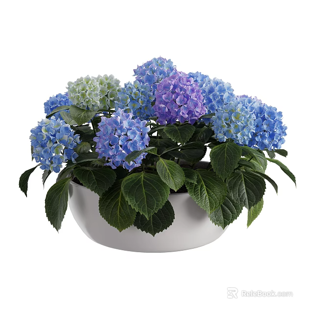 White Bowl Shaped Vase with Blue Purple Light Green Hydrangea and Green Leaves 3d model 