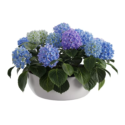 White Bowl Shaped Vase with Blue Purple Light Green Hydrangea and Green Leaves 3d model
