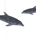 Two Graceful Dolphins Swimming Together In Calm Marine Waters With Smooth Movements