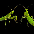 Two Green Mantises Standing on Black Background with Clear Body Details