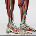 Detailed Medical Anatomical Model Of Human Leg Muscles And Vessels