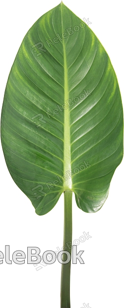 green plant leaves model