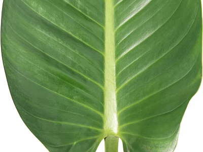 Vibrant Fresh Green Tropical Plant Leaf With Visible Veins And Healthy Texture 3d model