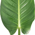 Vibrant Fresh Green Tropical Plant Leaf With Visible Veins And Healthy Texture