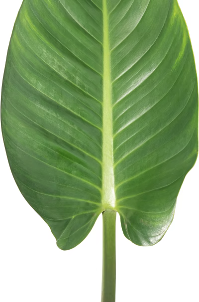 Vibrant Fresh Green Tropical Plant Leaf With Visible Veins And Healthy Texture 3d model