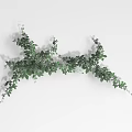 Trailing Green Vines With Lush Small Leaves For Natural Home Decor