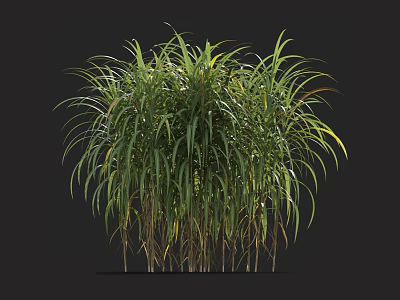 Green Ornamental Grass With Slender Leaves And Yellow Edges On Black Background 3d model