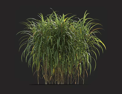 Green Ornamental Grass With Slender Leaves And Yellow Edges On Black Background 3d model