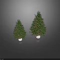 Two Large and Small Arbor Trees in White Pots With Golden Ornaments