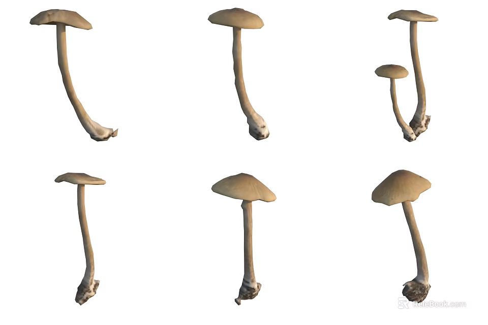 Various Wild Mushrooms With Long Stems And Brown Caps On White Background 3d model