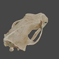 Detailed 3D Animal Skull Model With Sharp Teeth And Bone Structure