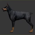 Doberman Pinscher Dog Standing With Black And Tan Coat On Dark Reflective Surface