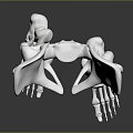 3D Anatomical Model of Human Pelvis and Leg Bones Detailed Structure